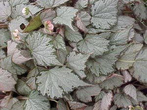 B. ‘Olympus Queen’